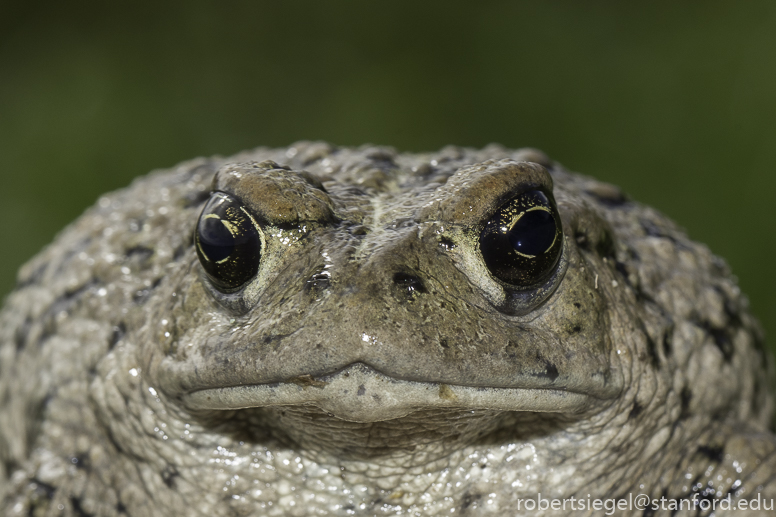 stanford bioblitz2019